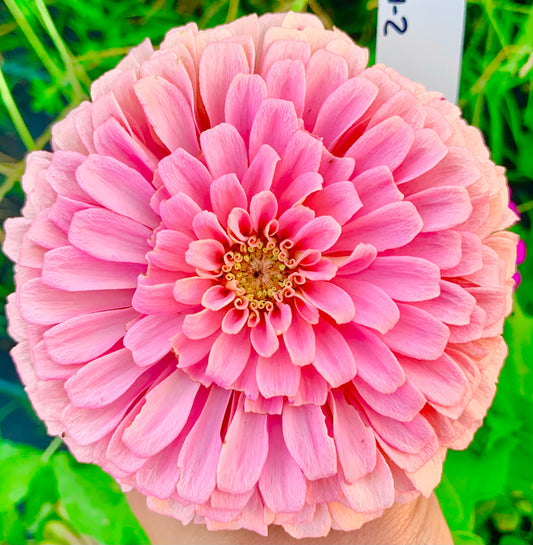 Cotton Candy Zinnia Seeds