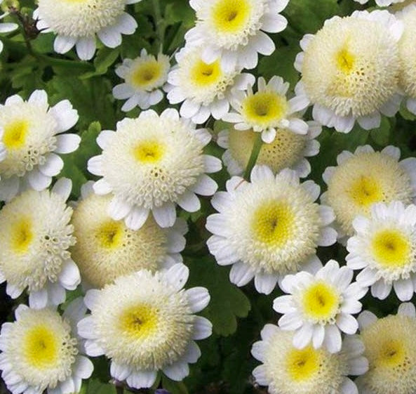 White Stars Feverfew (Tanacetum) Cut Flower Seeds
