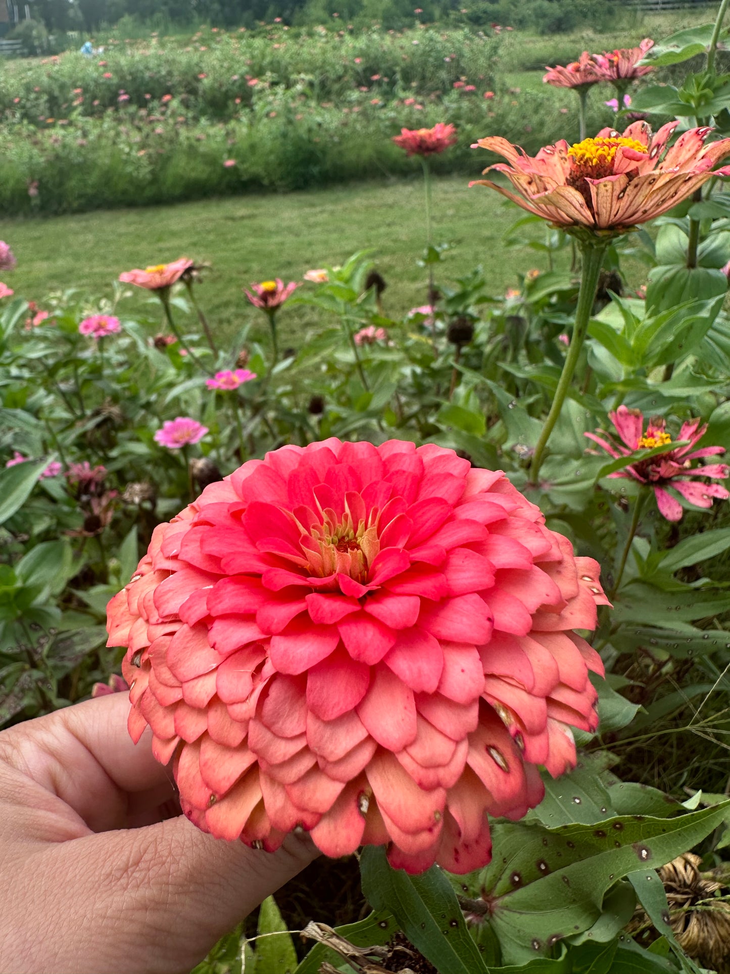 Mangonada Zinnia Seed Mix