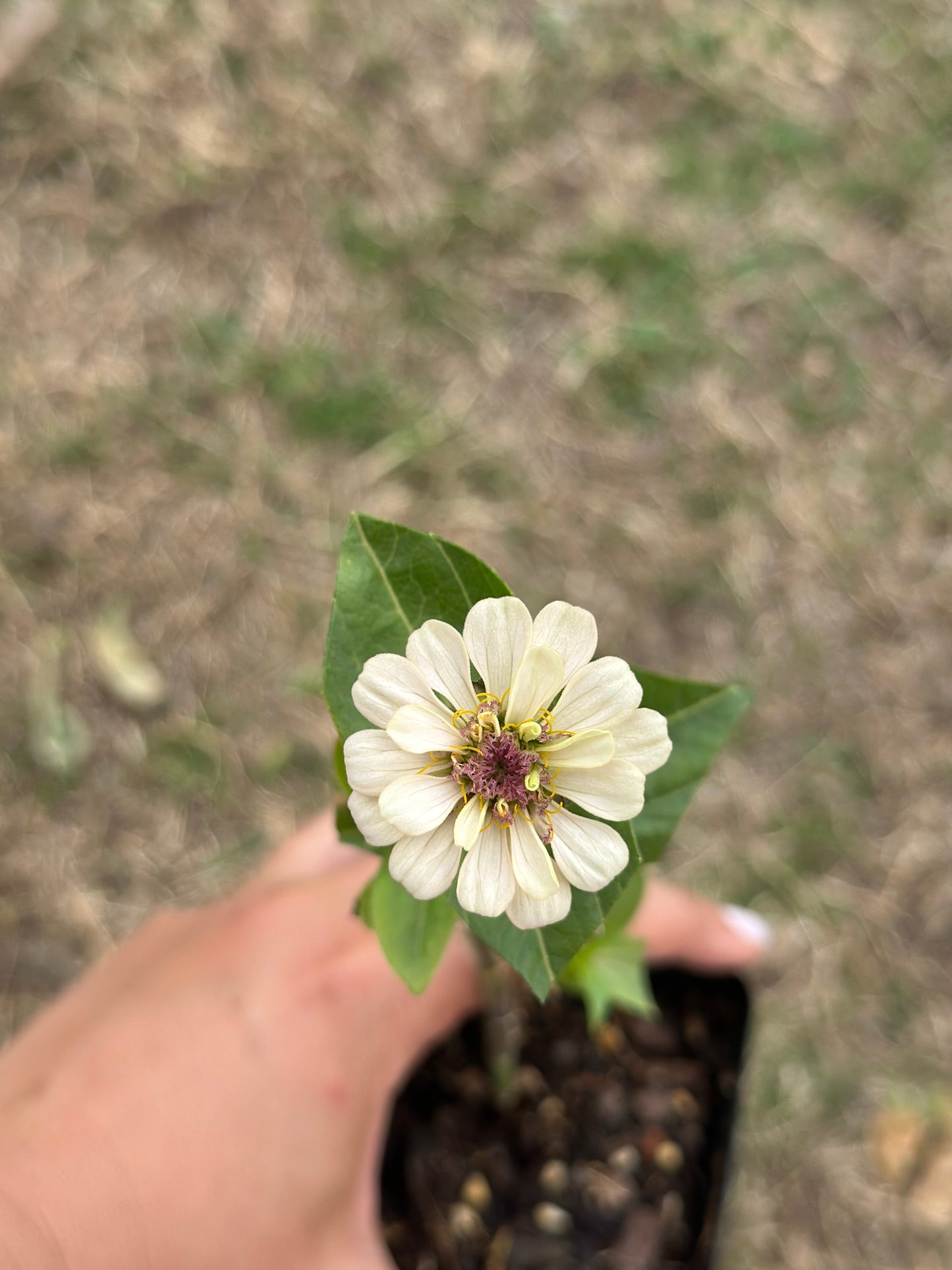 La Petite Mix Mini Zinnia Seeds