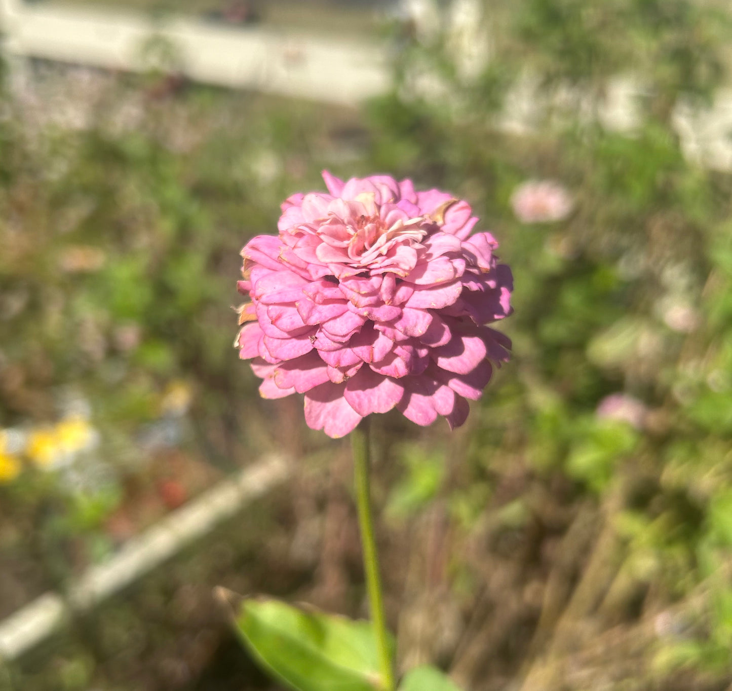 Oklahoma Pink Zinnia Seeds