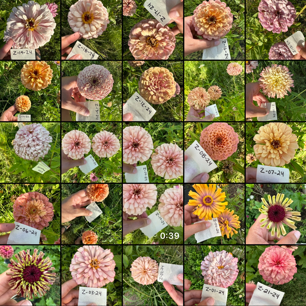 Exclusive Breeding Project Zinnia Seeds