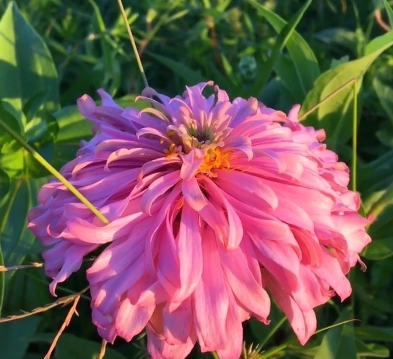 Spun Sugar Cactus Zinnia Seeds