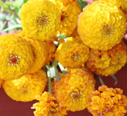 Oklahoma Golden Yellow Zinnia Seeds