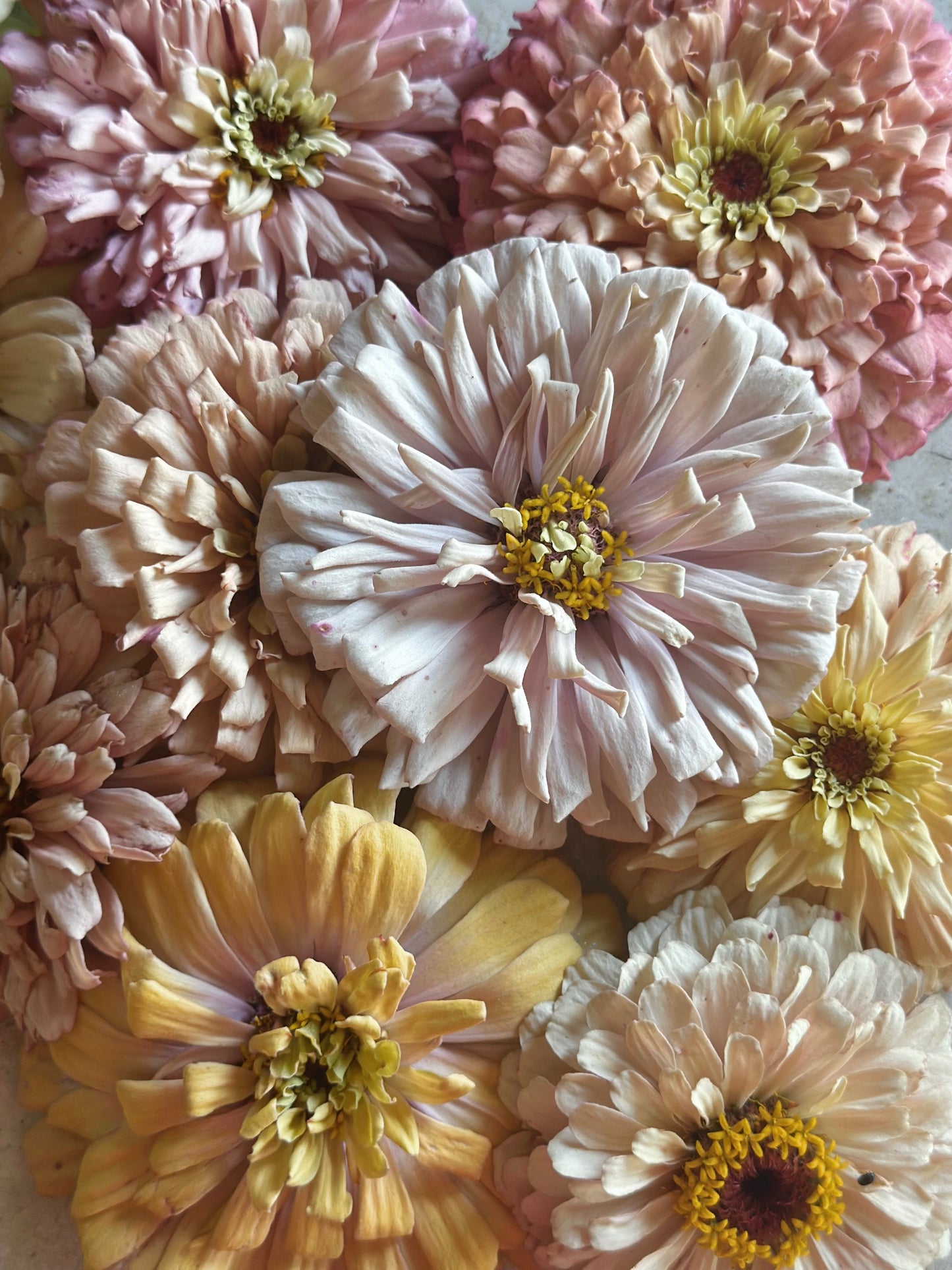 2025 Zinnia Seed Fundraiser Mix Pre-Order Shipping July 2025