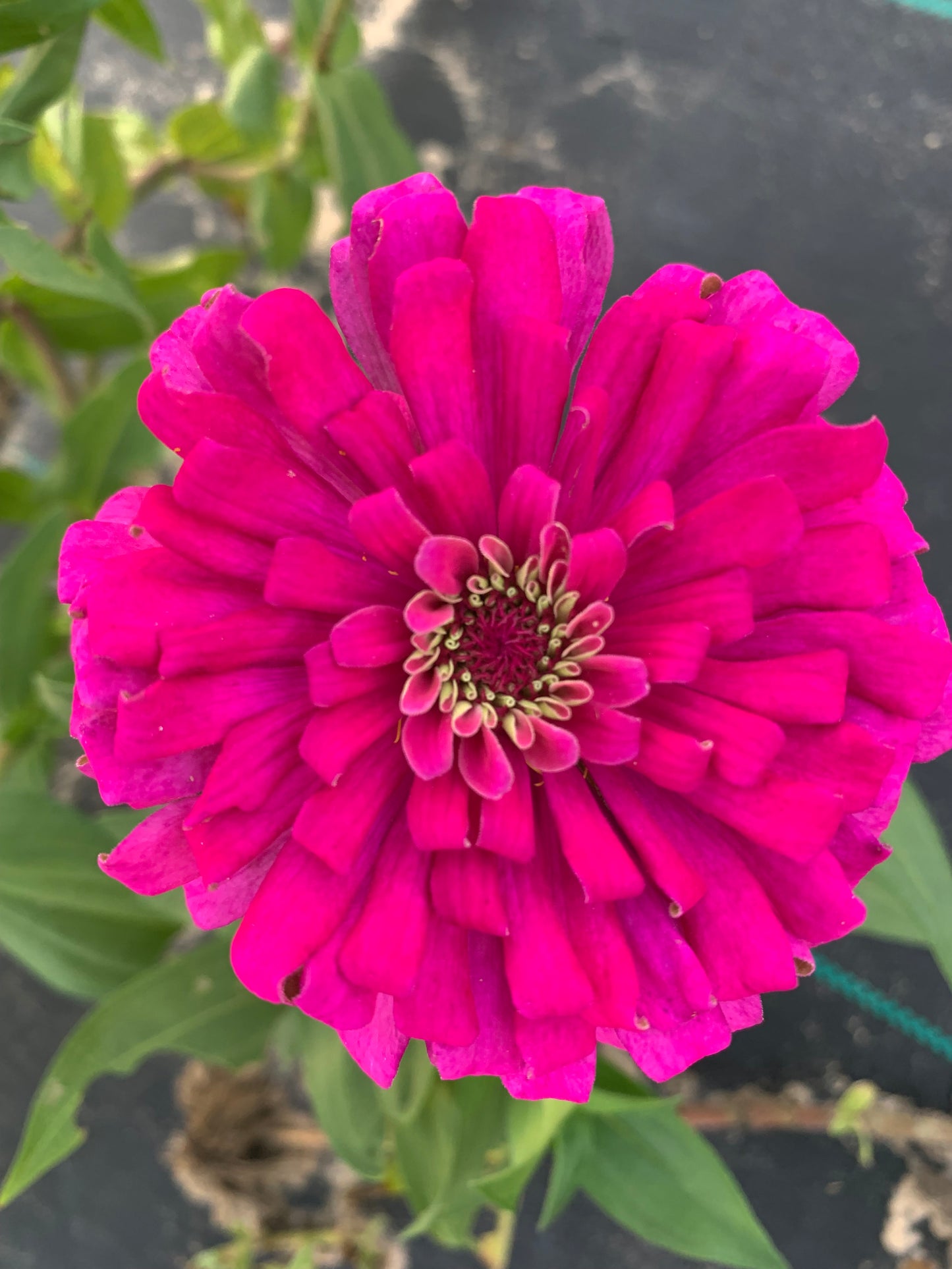 Raspberry Zinnia Seed Mix