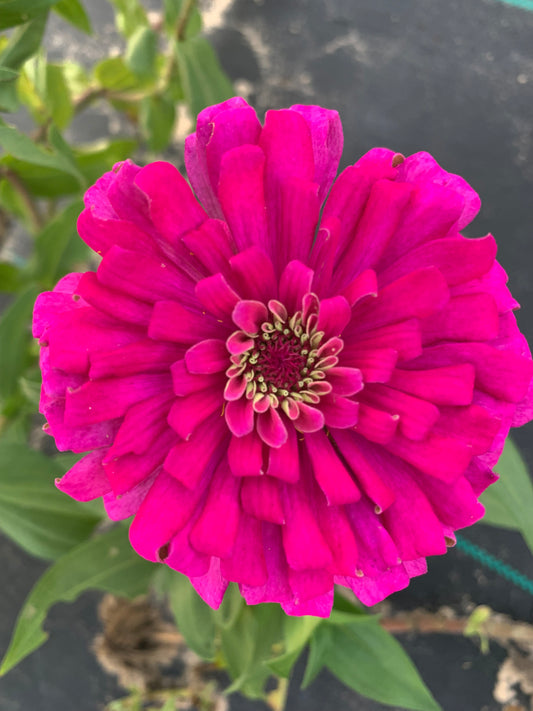 Raspberry Zinnia Seed Mix