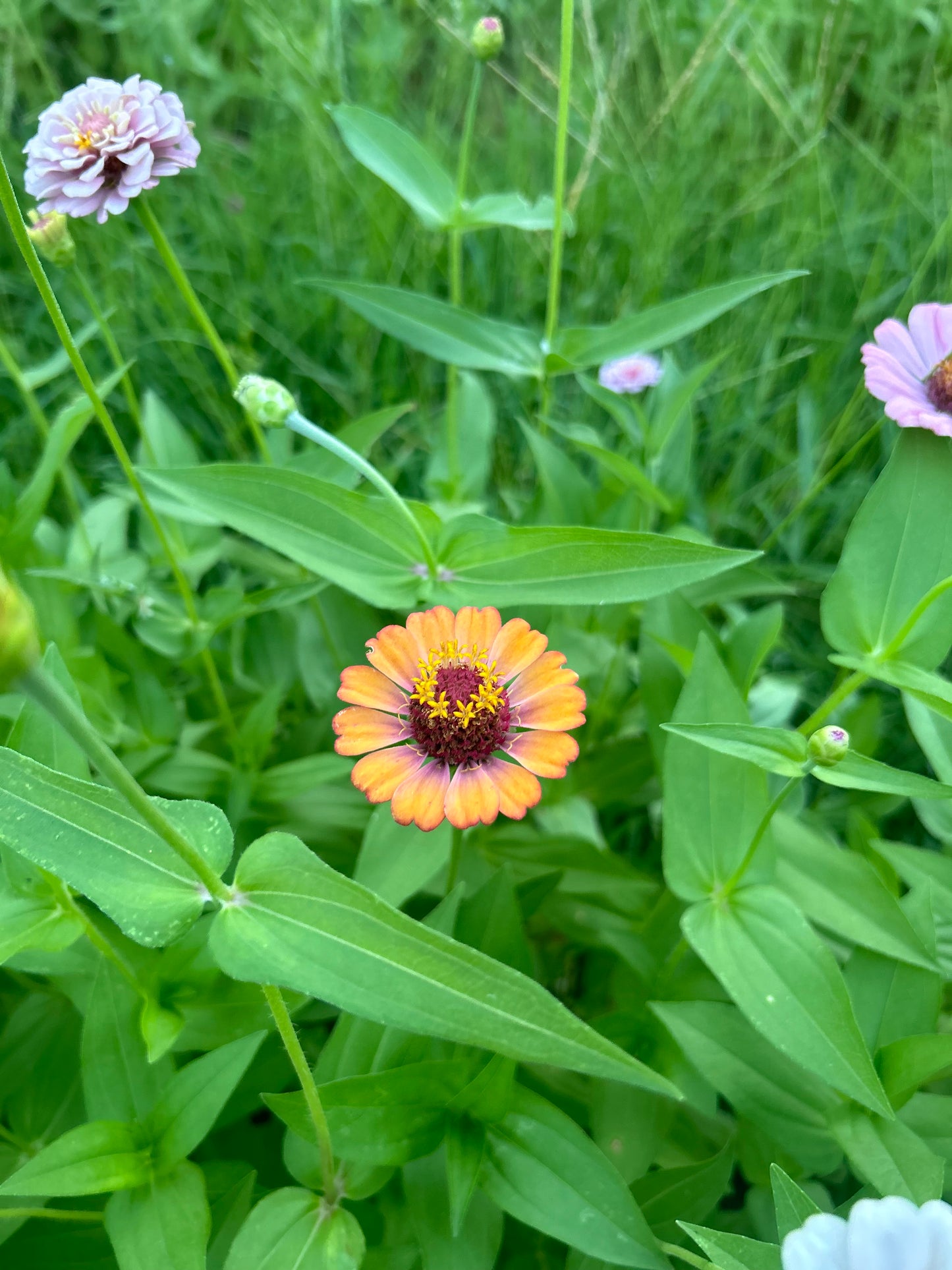 Mangonada Zinnia Seed Mix