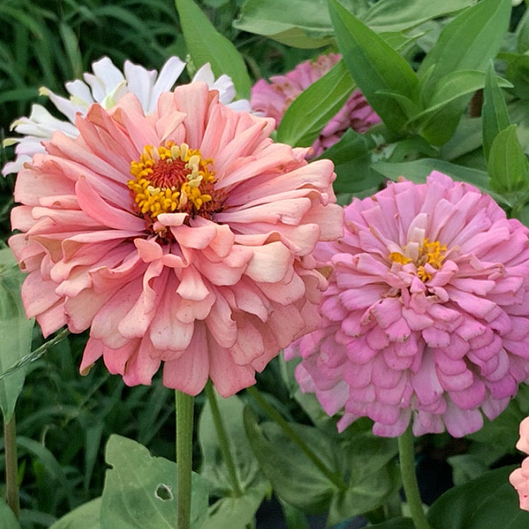 Mare’s Mix Zinnia Seeds