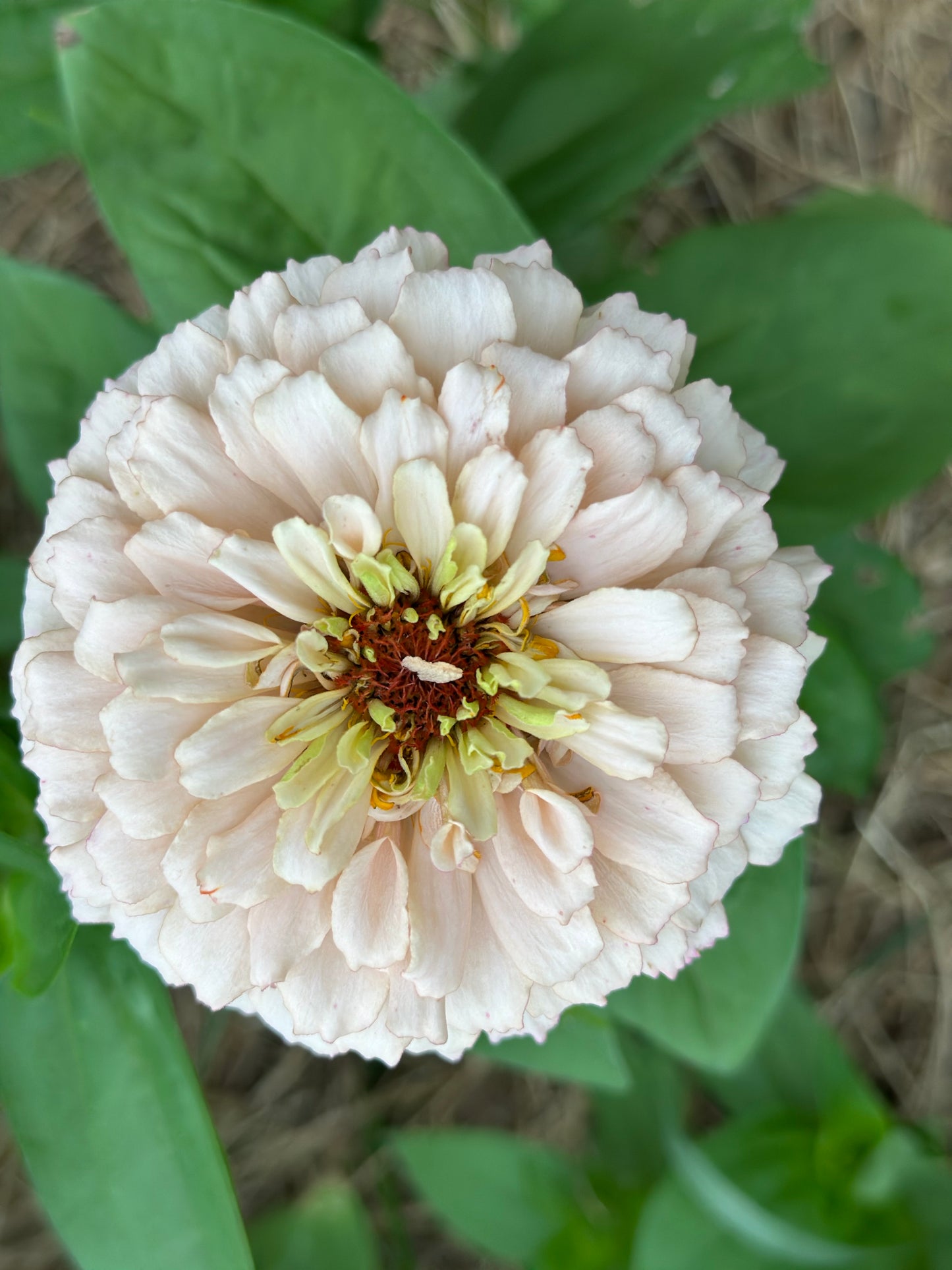 2025 Zinnia Seed Fundraiser Mix Pre-Order Shipping July 2025