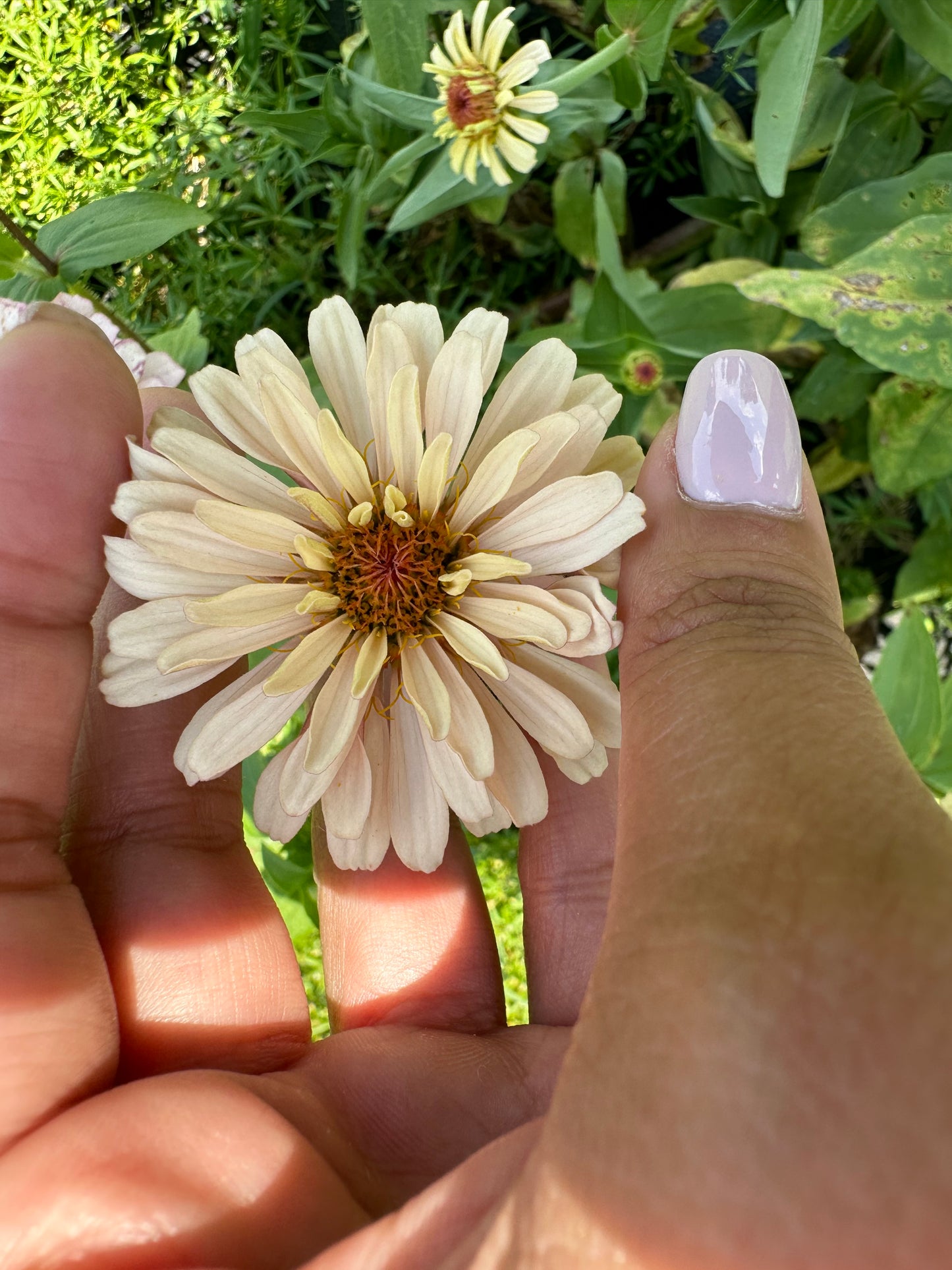 NEW!! Macaron Zinnia Seed Mix!