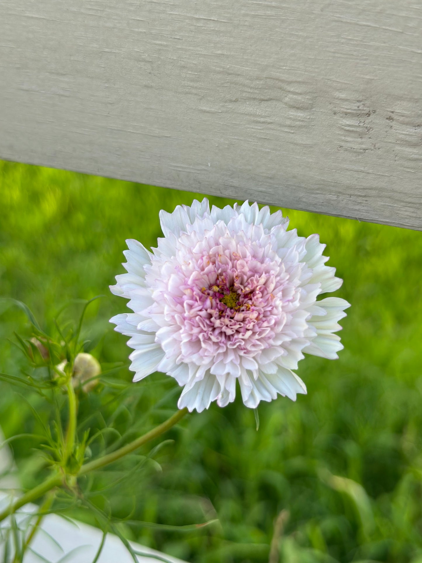 Seed Fundraiser Pink Petticoat Mix 2025