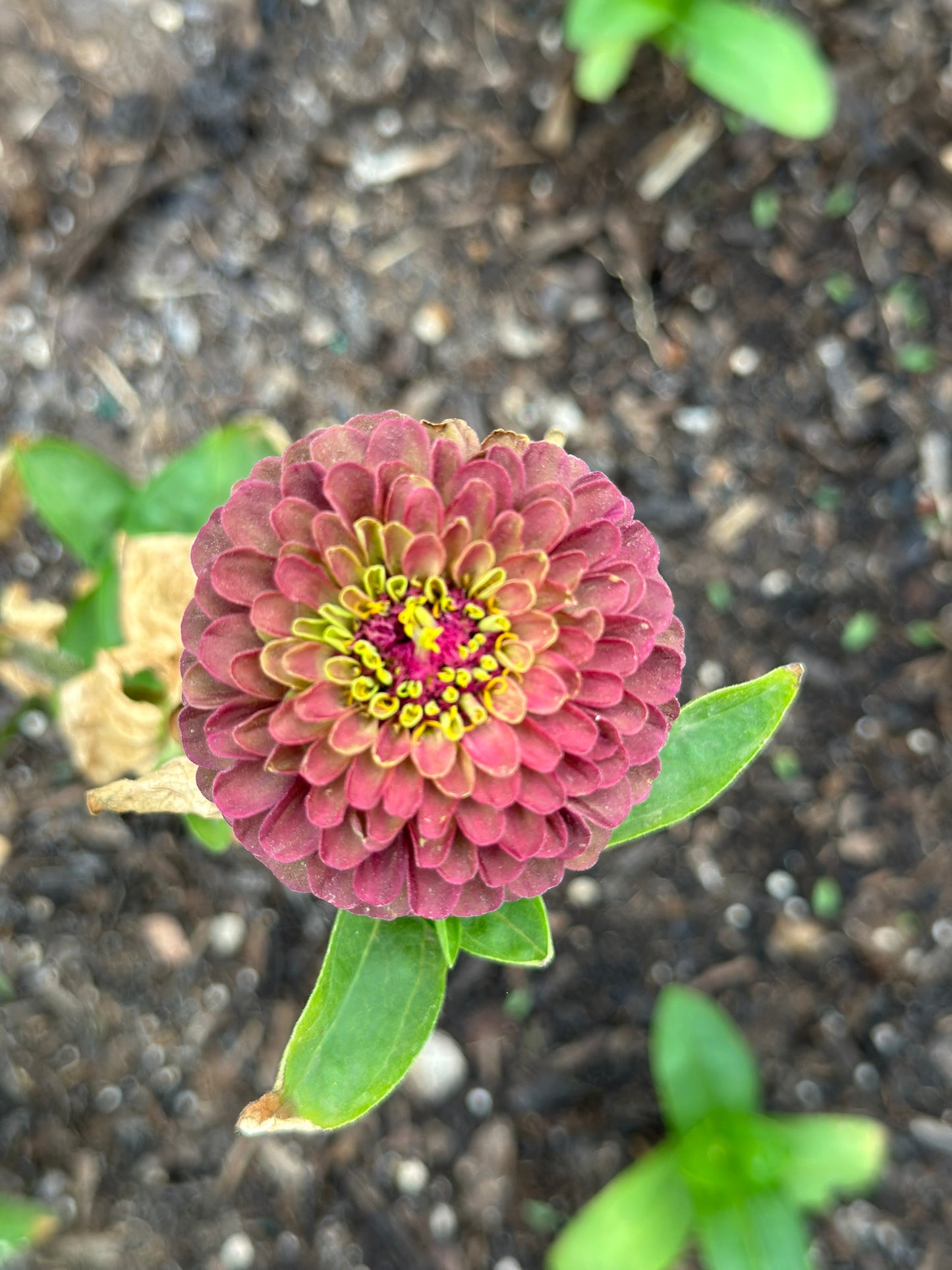 NEW!! Macaron Zinnia Seed Mix!