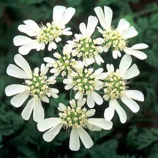 White Finch Orlaya Cut Flower Seeds