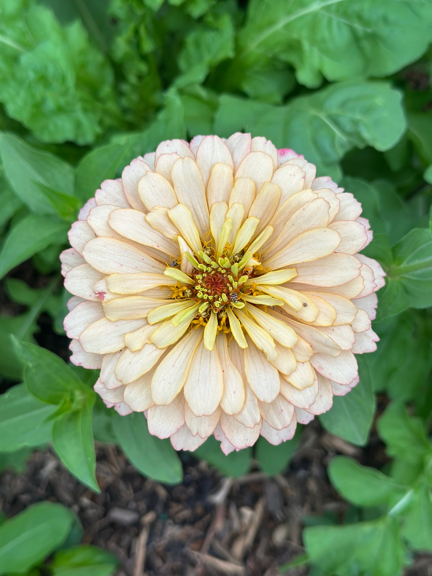 2025 Zinnia Seed Fundraiser Mix Pre-Order Shipping July 2025