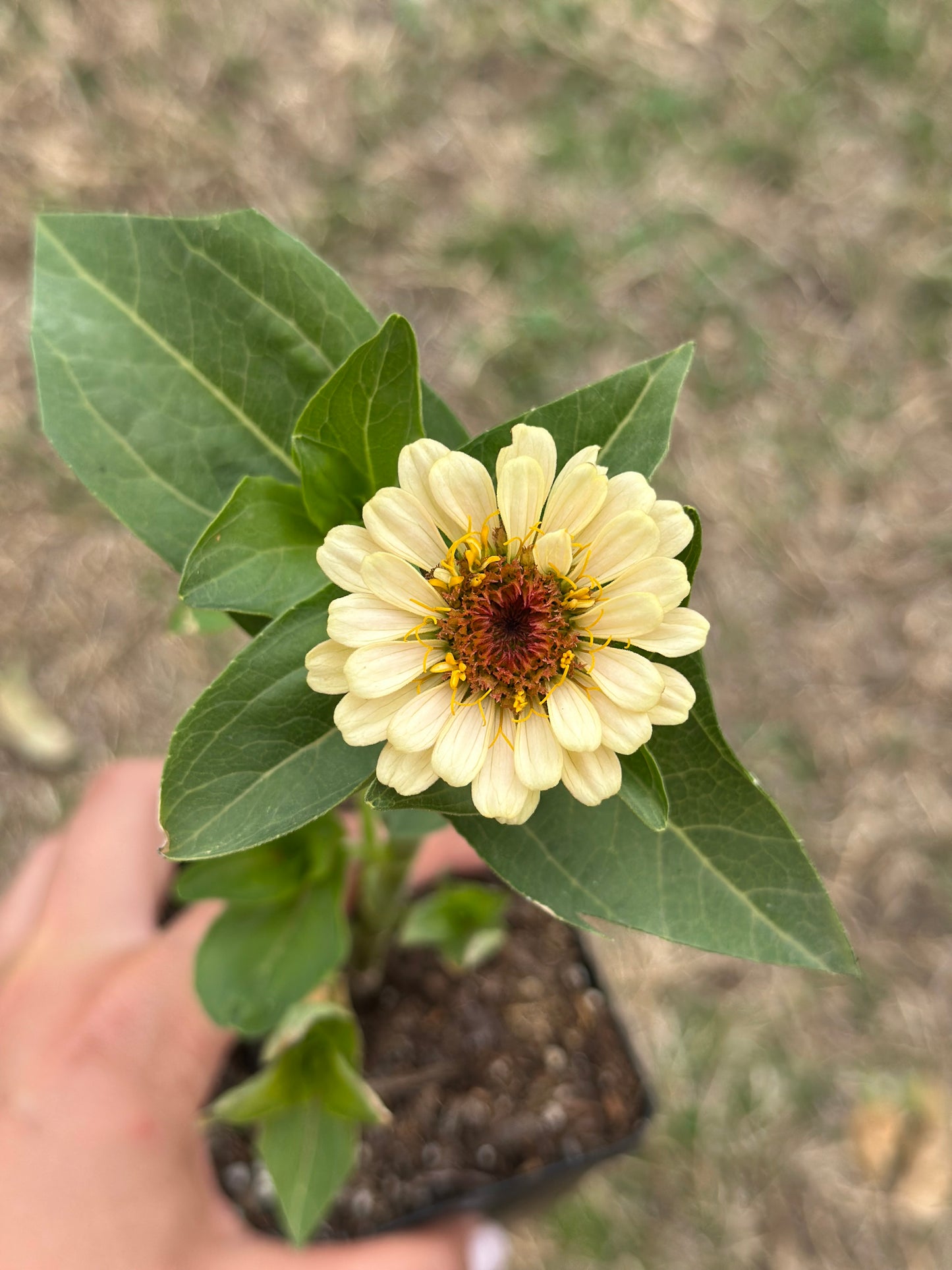 NEW!! Macaron Zinnia Seed Mix!
