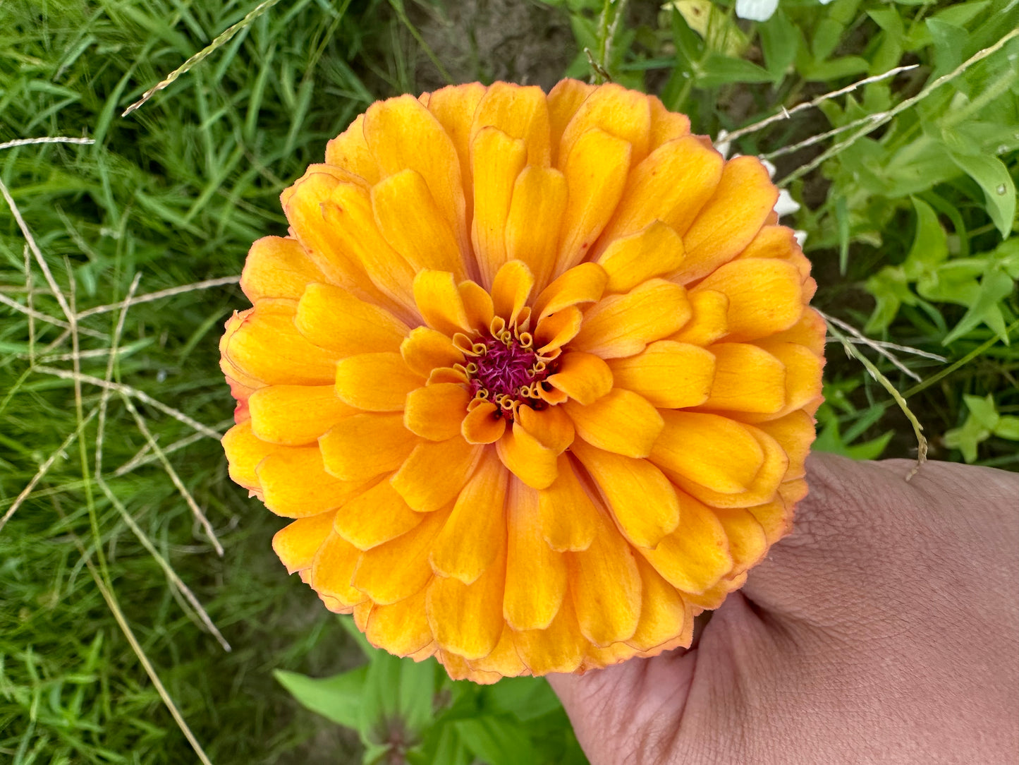 Mangonada Zinnia Seed Mix