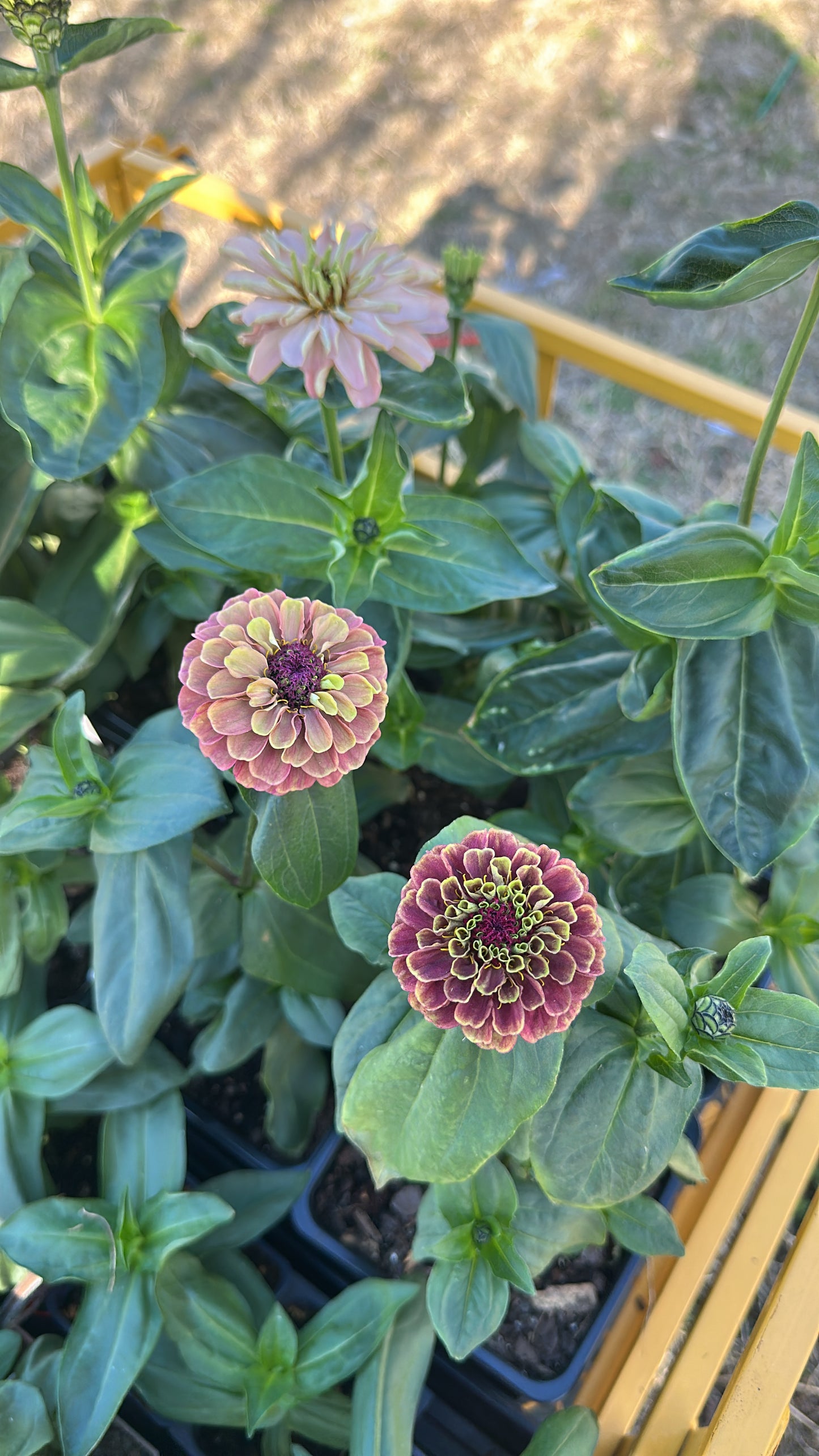 2025 Zinnia Seed Fundraiser Mix Pre-Order Shipping July 2025
