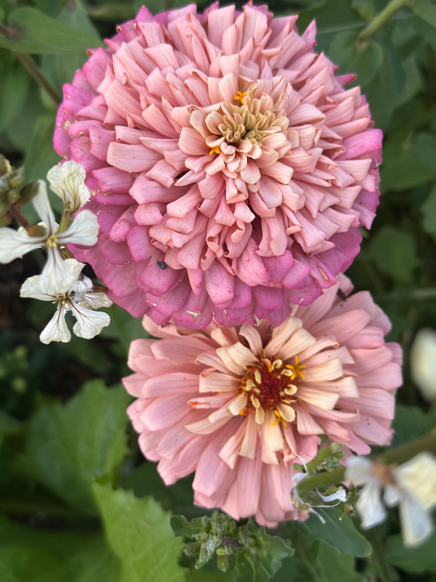 2025 Zinnia Seed Fundraiser Mix Pre-Order Shipping July 2025