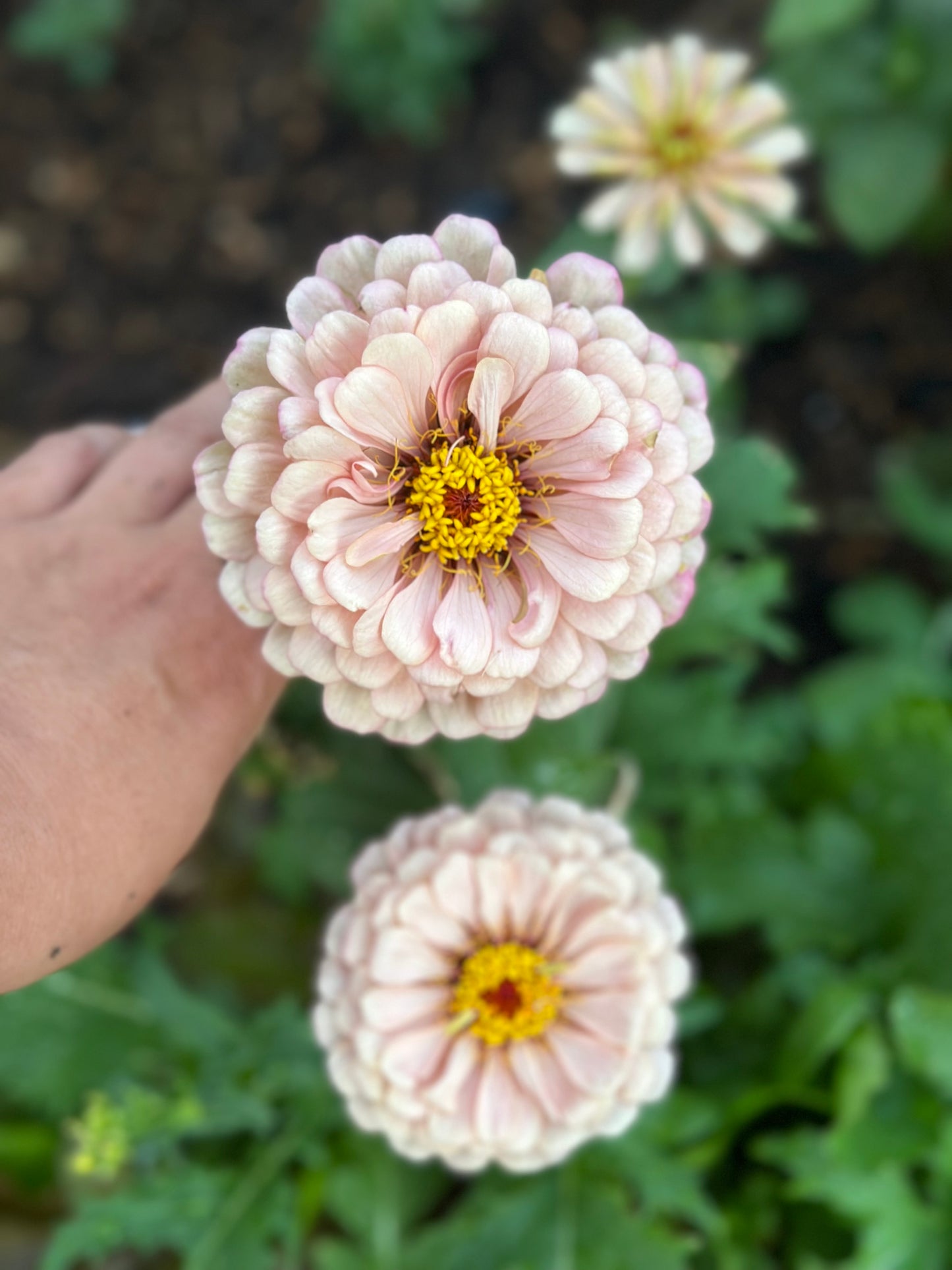 2025 Zinnia Seed Fundraiser Mix Pre-Order Shipping July 2025