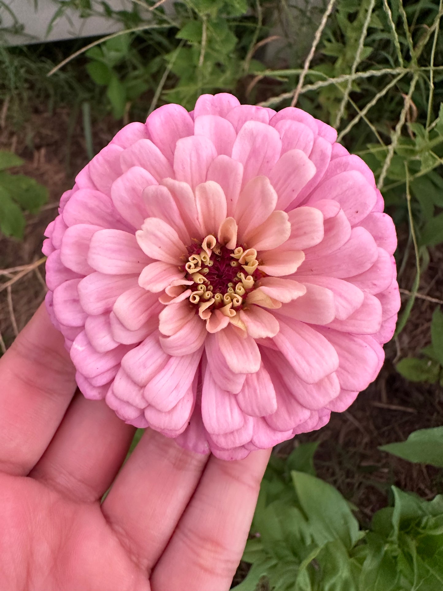 Oklahoma Pink Zinnia Seeds