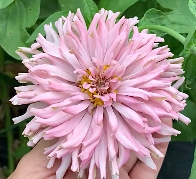 Spun Sugar Cactus Zinnia Seeds