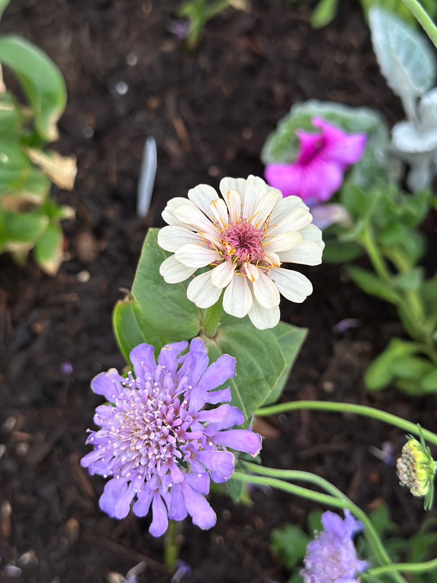 La Petite Mix Mini Zinnia Seeds