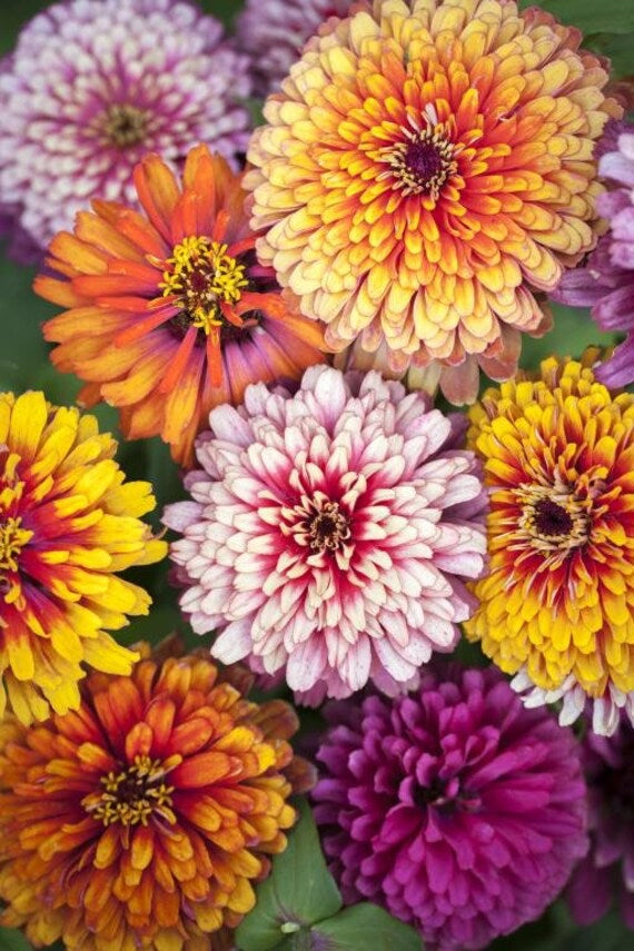 Whirlygig Zinnia Seeds Mix