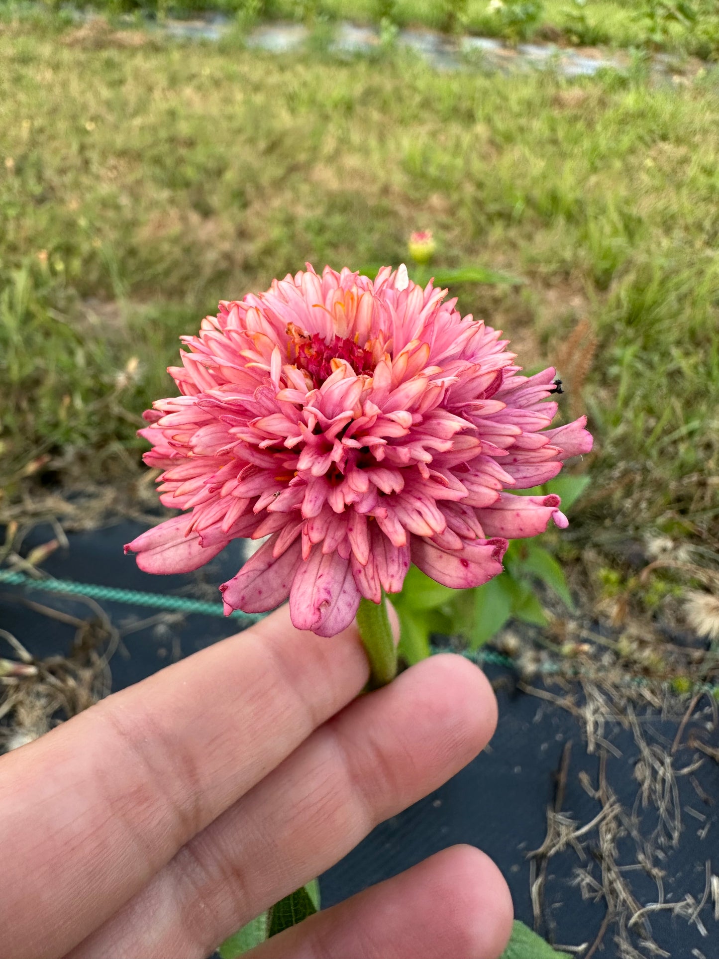 Pastel Tufted Zinnia Seeds