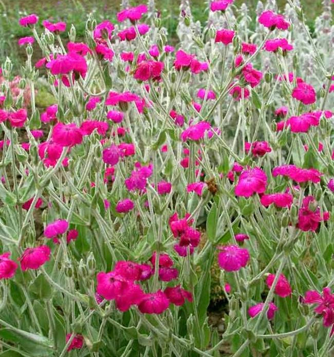 campion flower seeds Rose Campion Lychnis Cut Flower Seeds