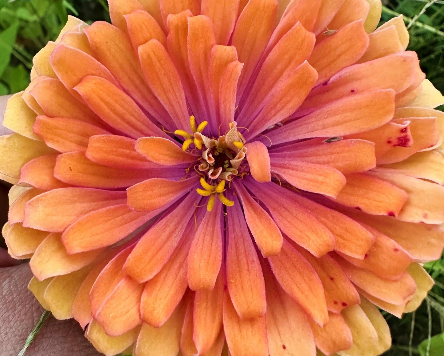 Mangonada Zinnia Seed Mix