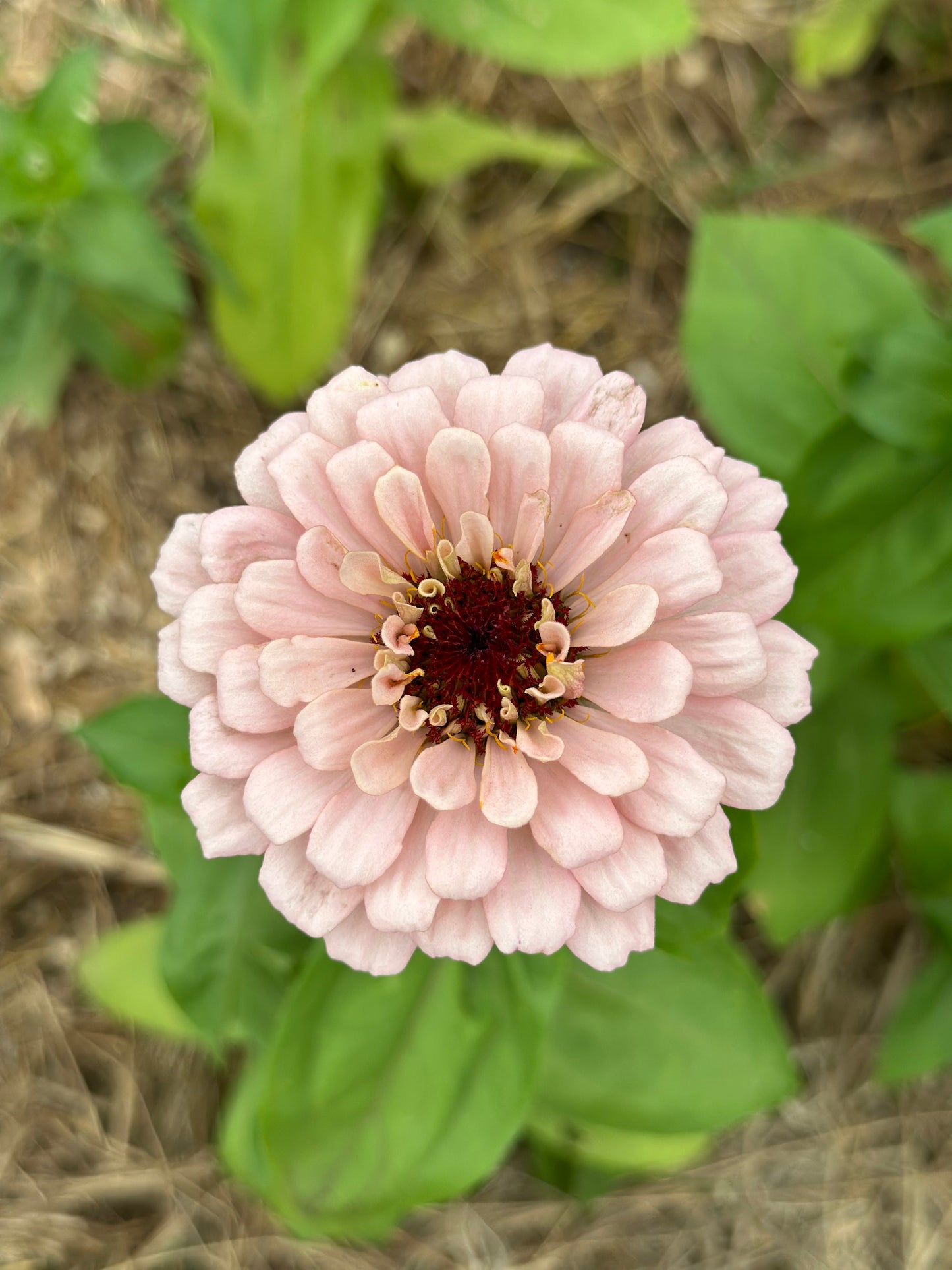 NEW!! Macaron Zinnia Seed Mix!
