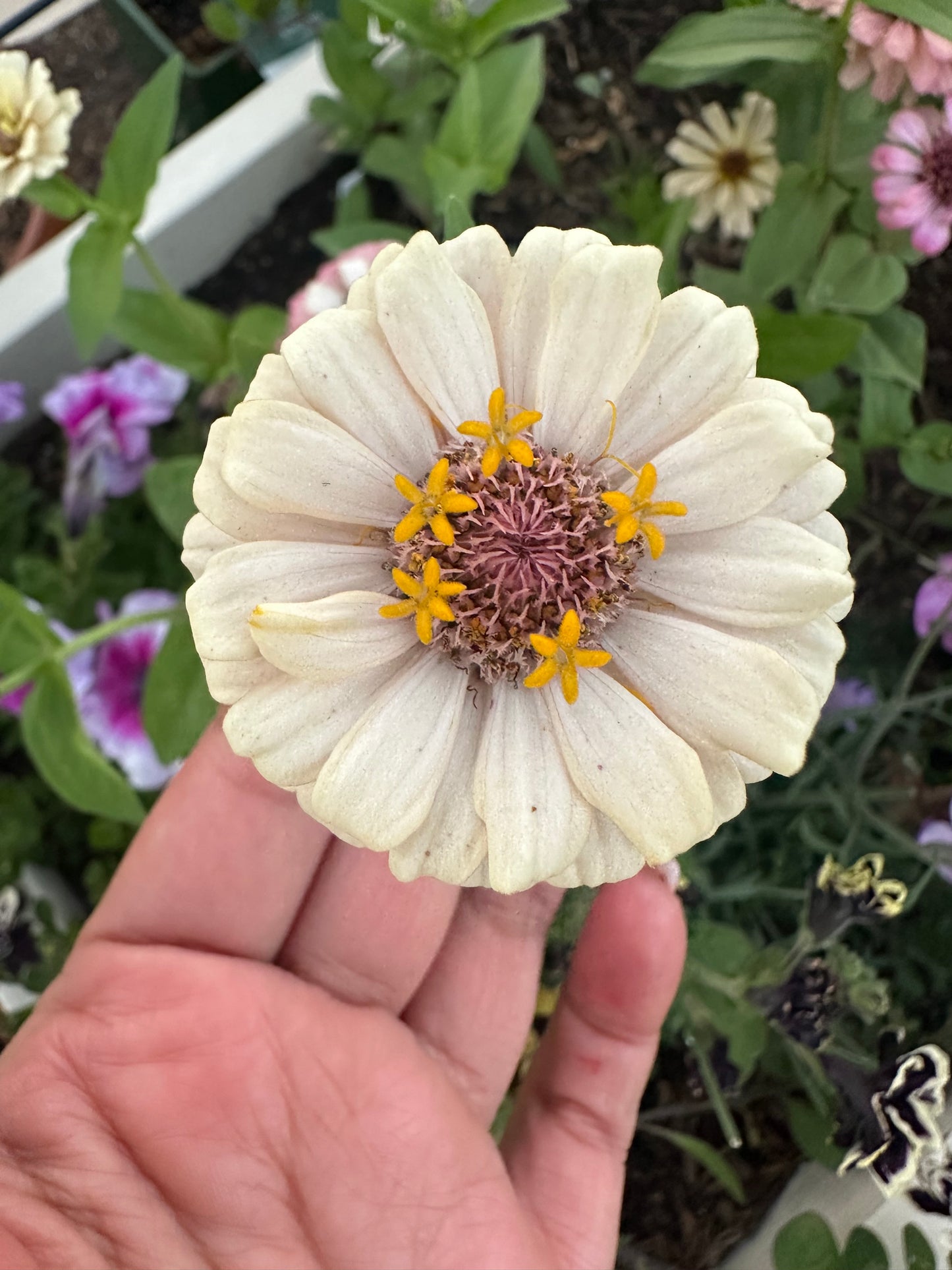 NEW!! Macaron Zinnia Seed Mix!