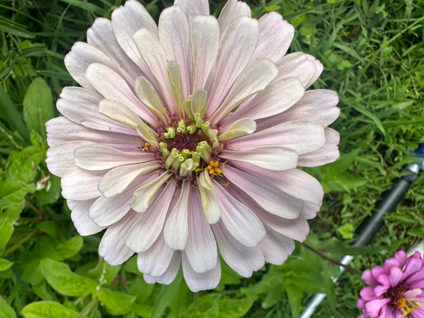 Mare’s Mix Zinnia Seeds