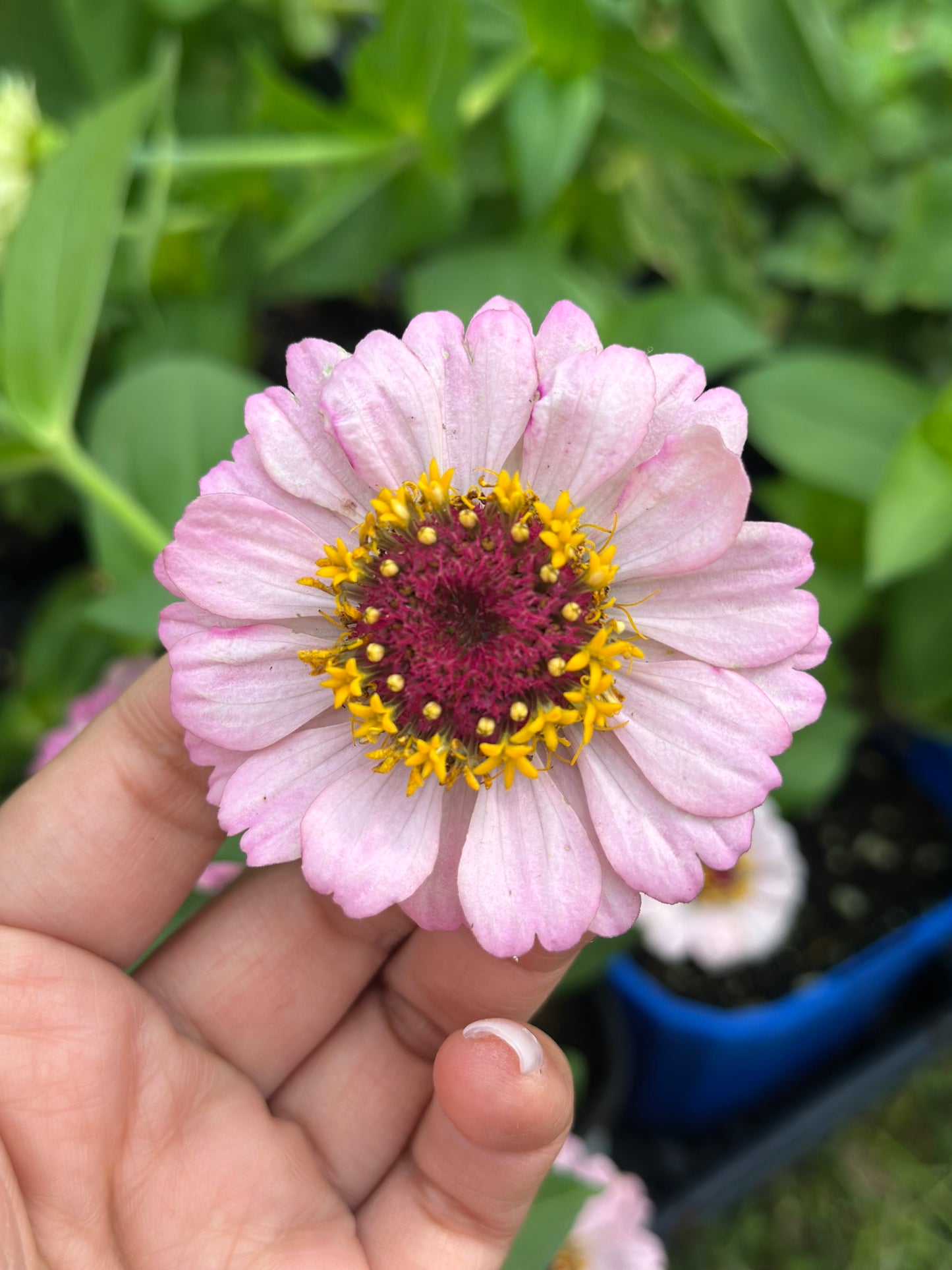 Strawberry Bon Bon Zinnia Seeds