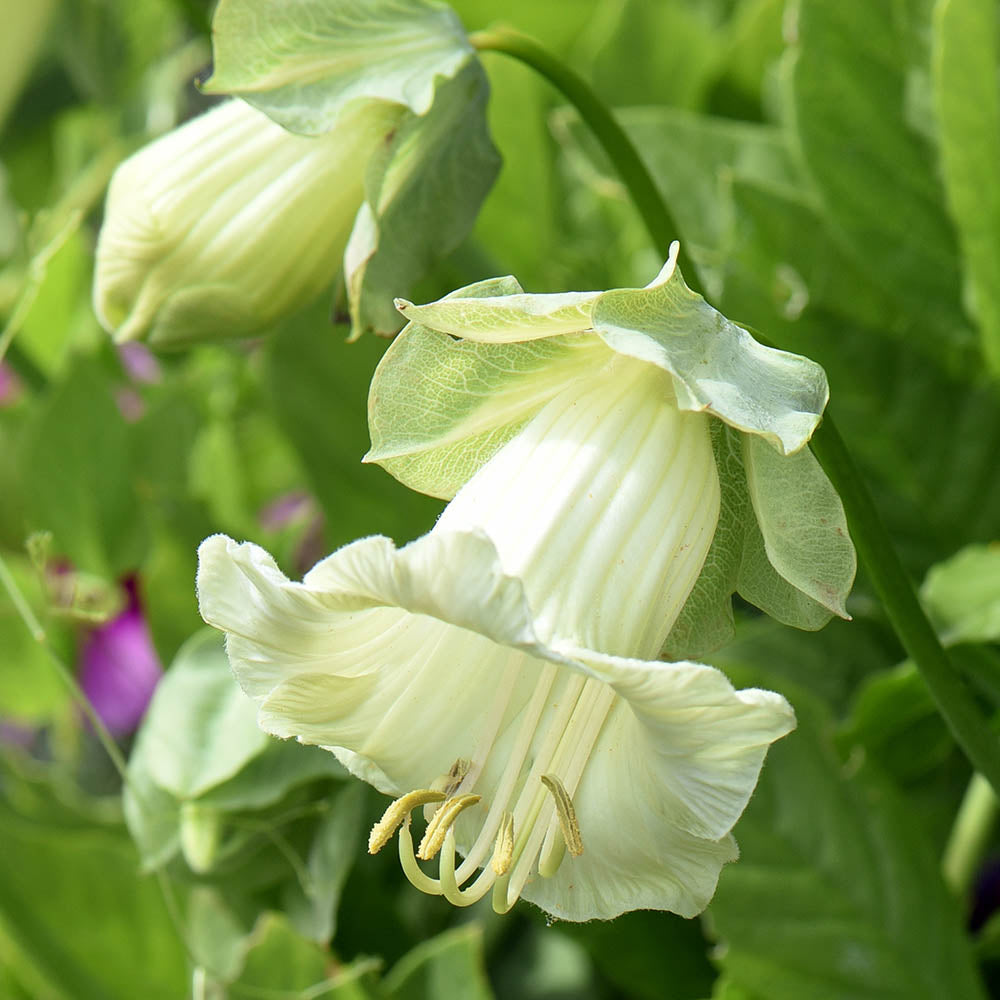 White Cup And Saucer Vine Cut Flower Seeds