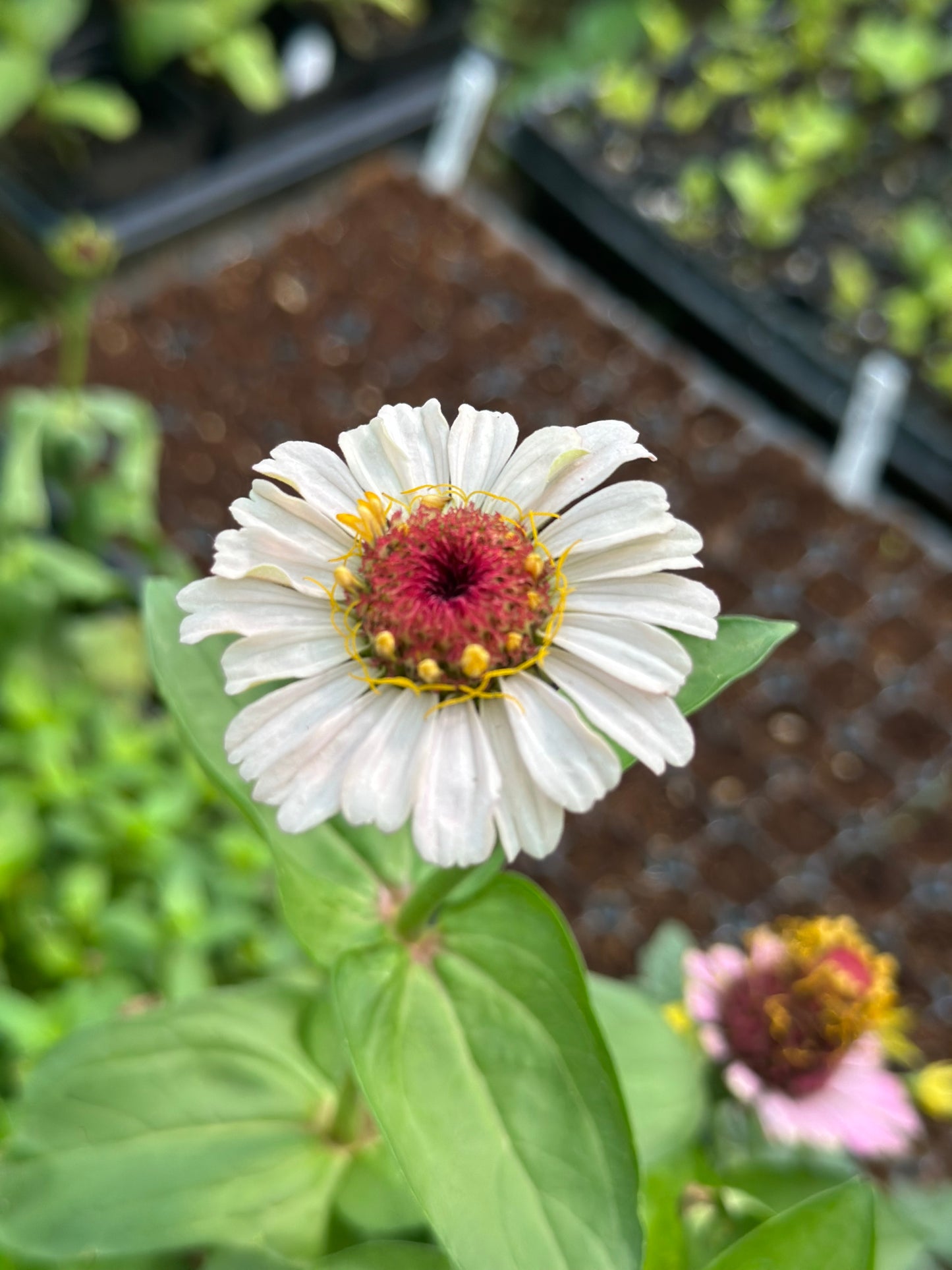 Strawberry Bon Bon Zinnia Seeds