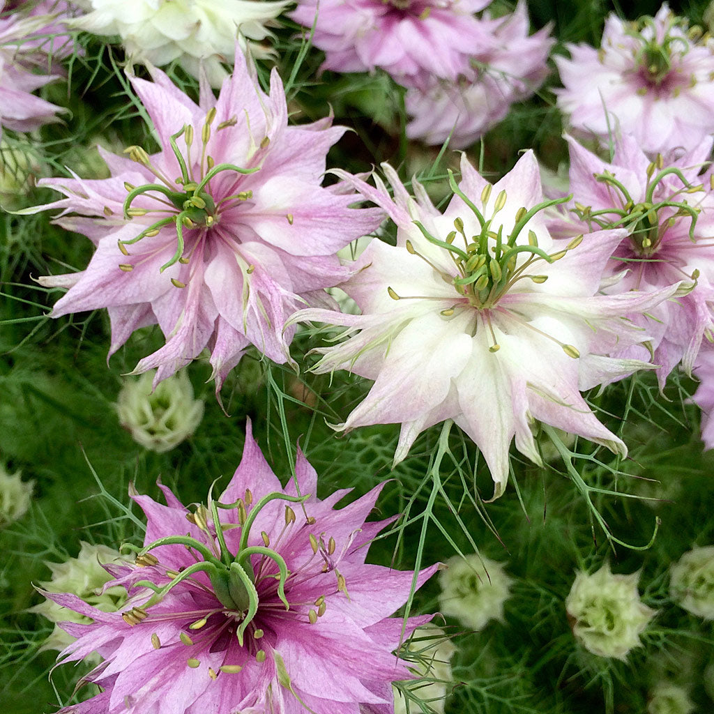 Love in A Mist Jewels Rose Cut Flower Seeds