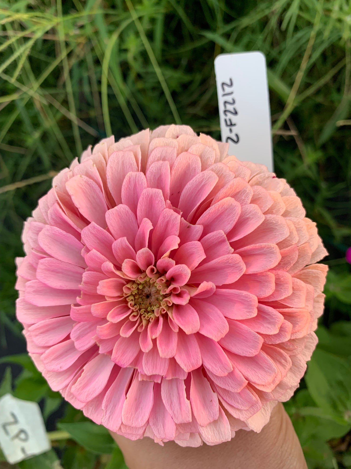 Mare’s Mix Zinnia Seeds