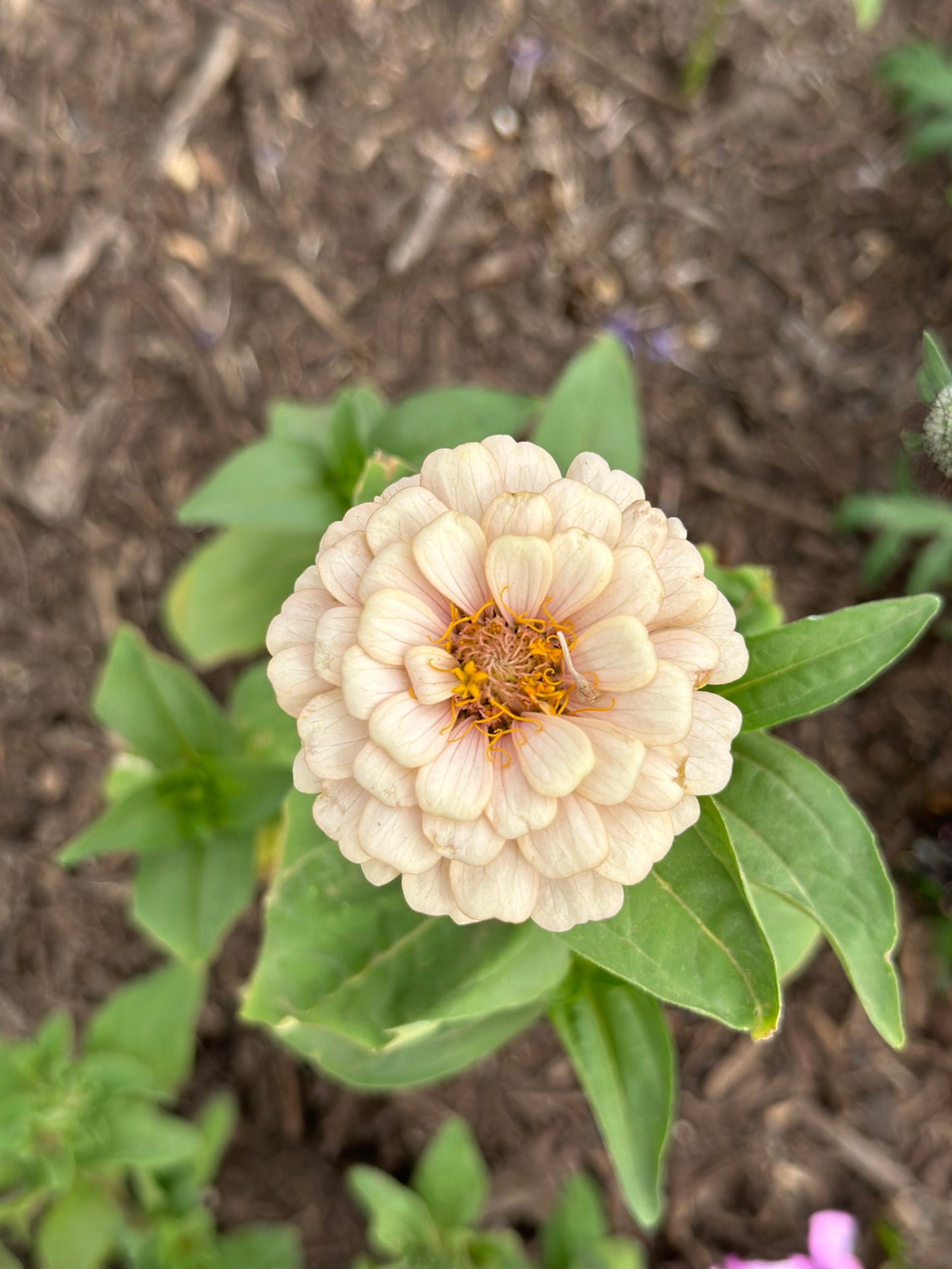 NEW!! Macaron Zinnia Seed Mix!