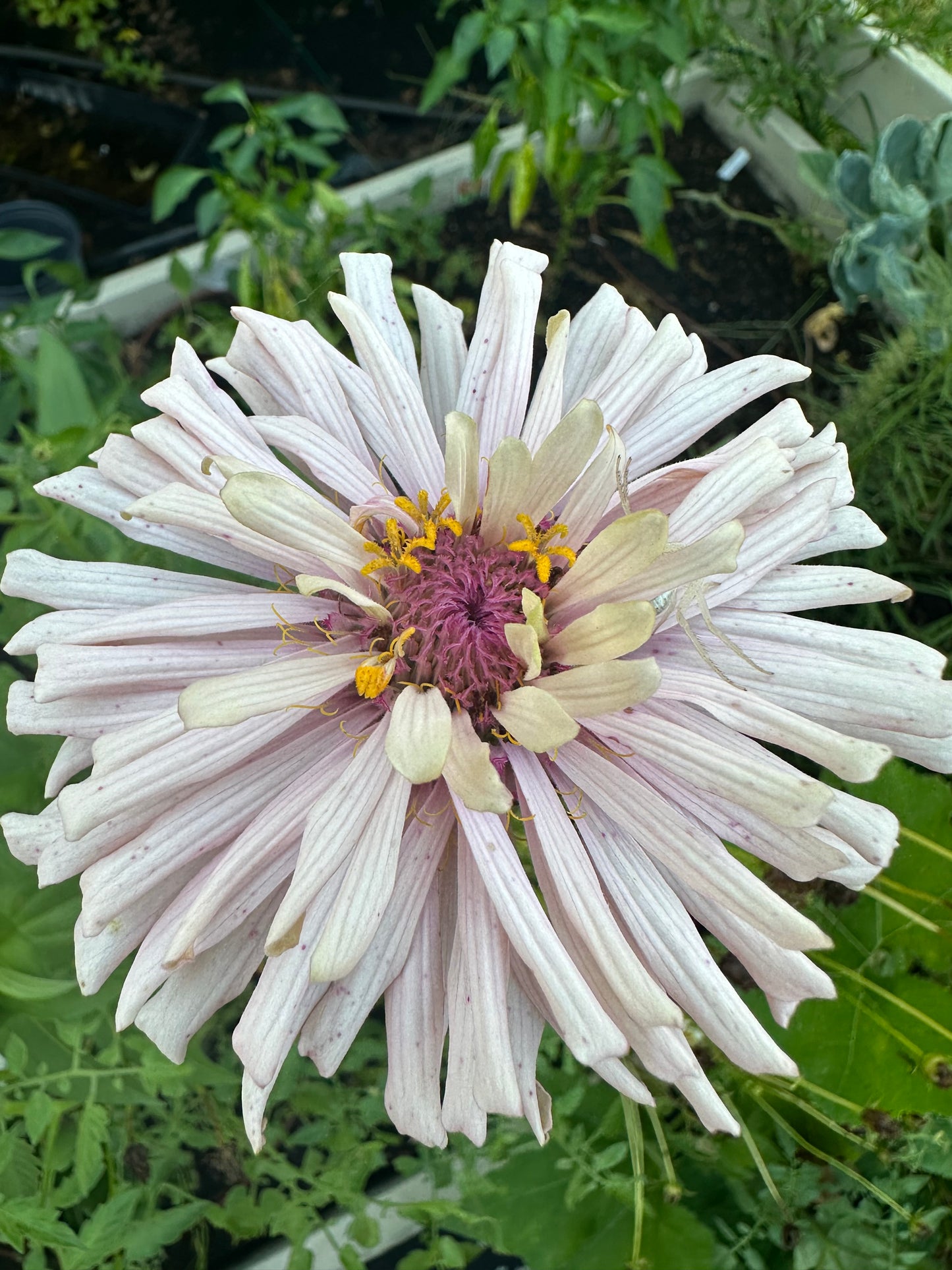 Mare’s Mix Zinnia Seeds