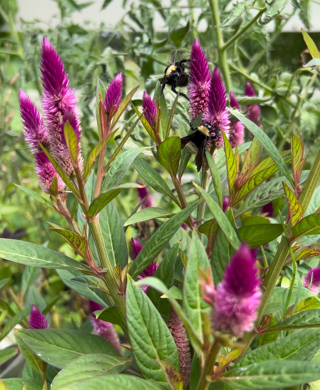 flamingo flower seeds Flamingo Purple Celosia Cut Flower Seeds
