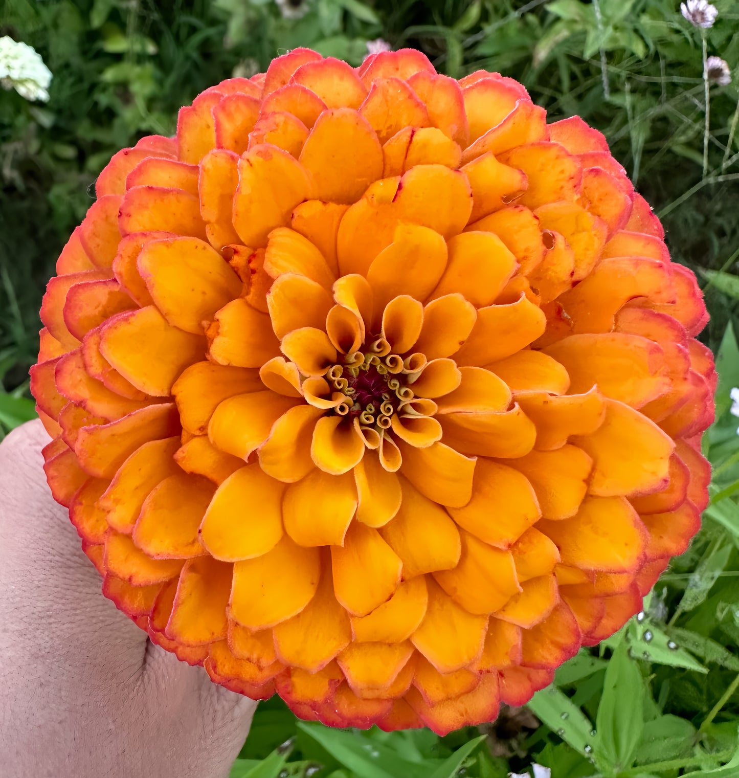 Mangonada Zinnia Seed Mix