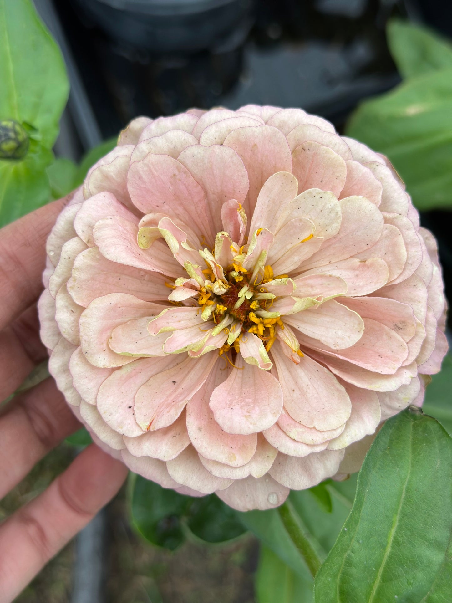 Pink Champagne Zinnia Seed Breeder’s pack Fall Shipping