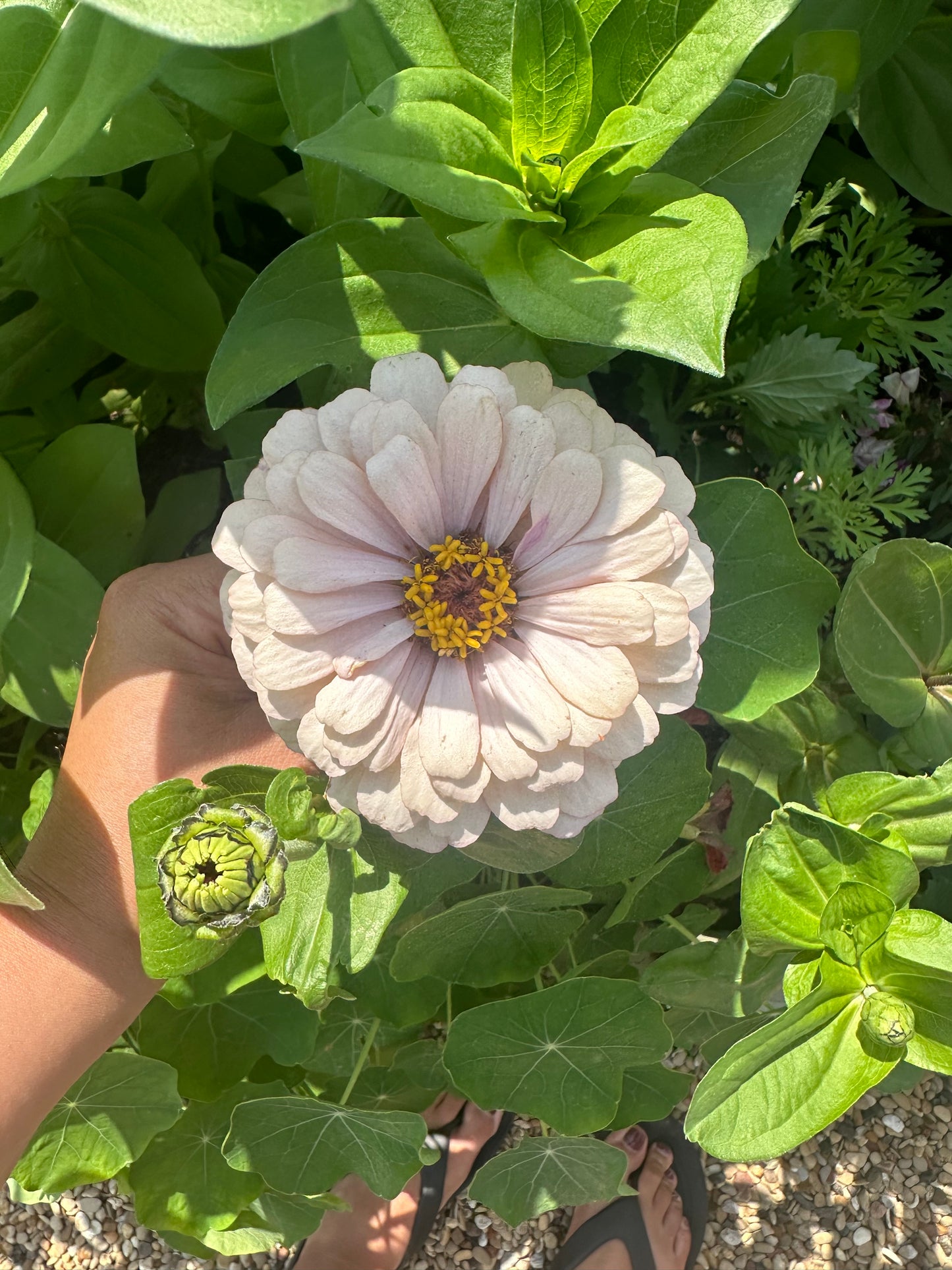2025 Zinnia Seed Fundraiser Mix Pre-Order Shipping July 2025