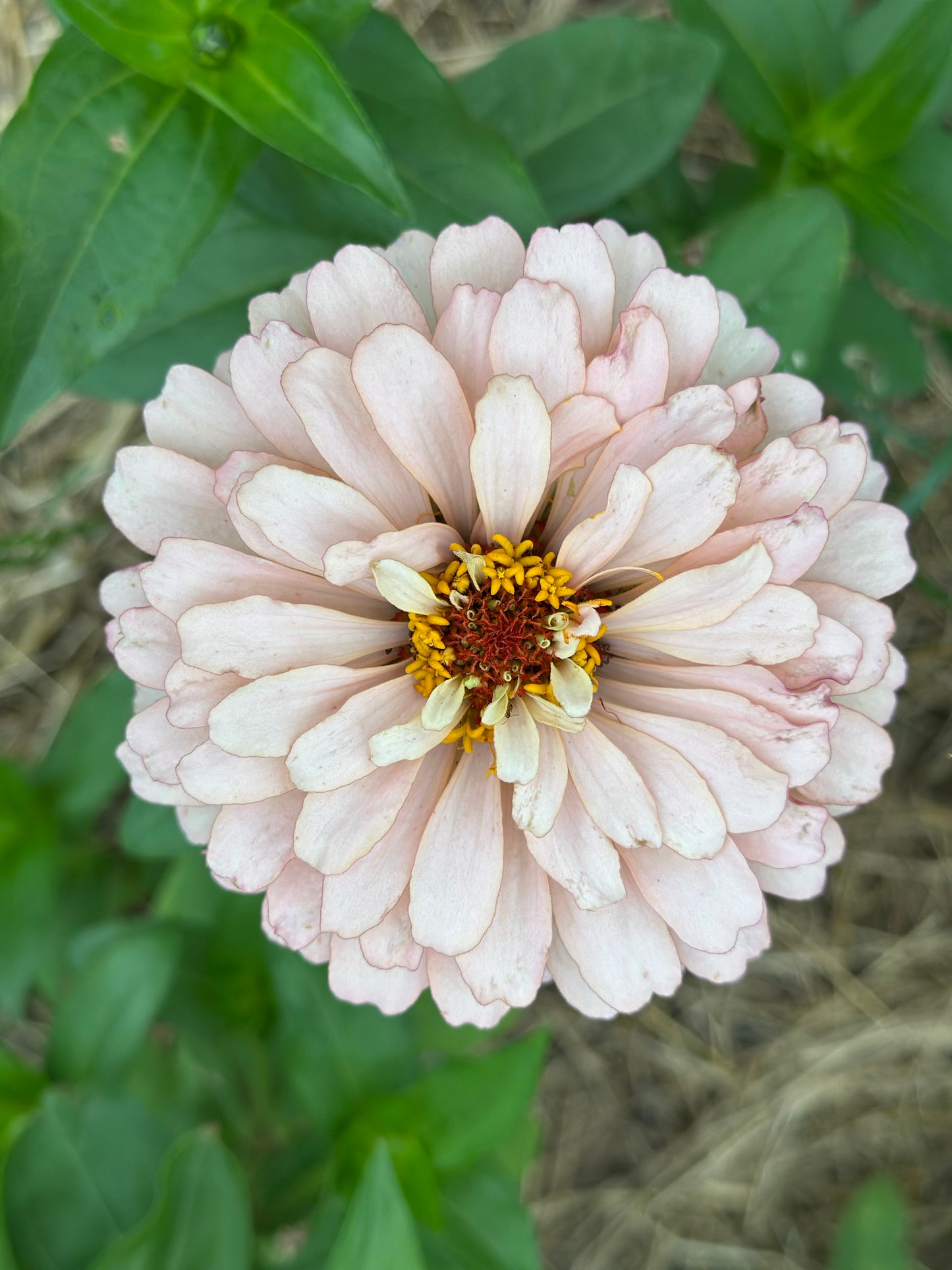 2025 Zinnia Seed Fundraiser Mix Pre-Order Shipping July 2025