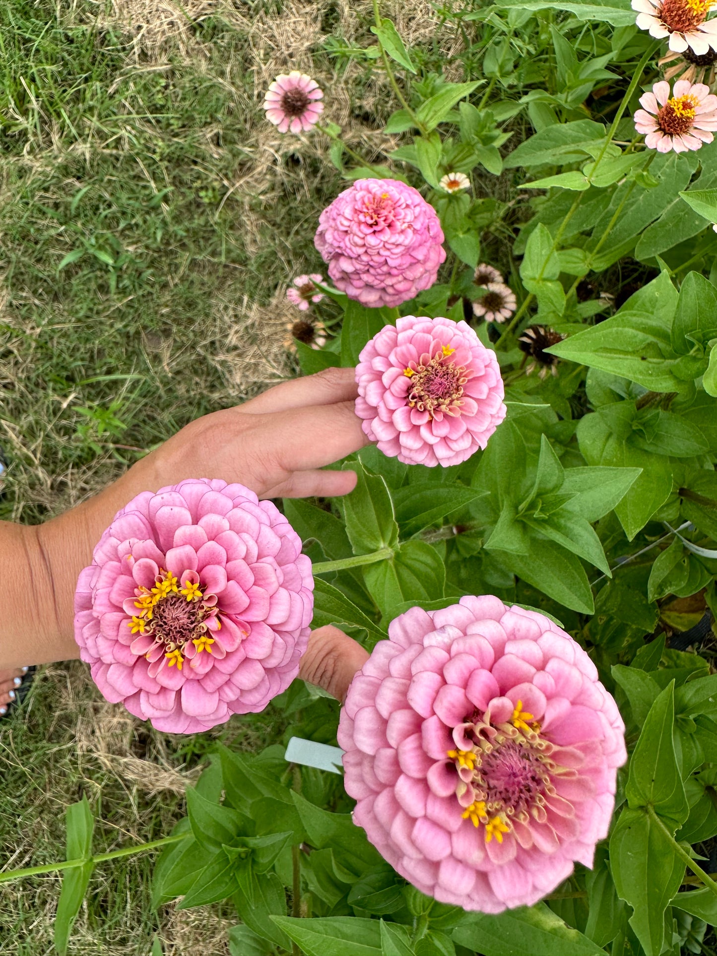 Oklahoma Pink Zinnia Seeds