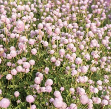 Pale Pink Gomphrena Cut Flower Seeds