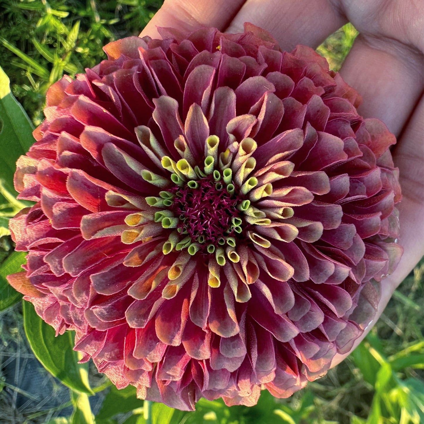 Mare’s Mix Zinnia Seeds