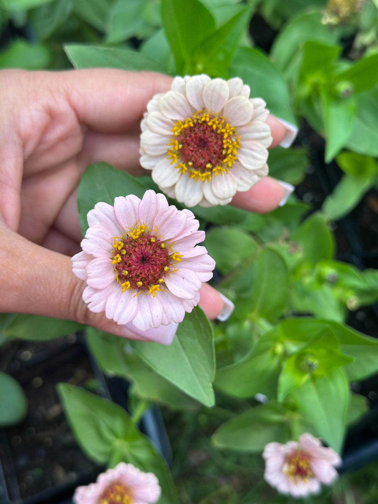 Strawberry Bon Bon Zinnia Seeds